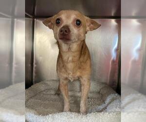 Chihuahua-Unknown Mix Dogs for adoption in Raleigh, NC, USA