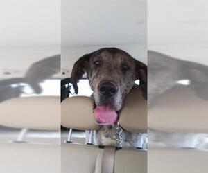 Great Dane Dogs for adoption in Louisville, KY, USA