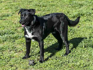 Borador Dogs for adoption in Placerville, CA, USA
