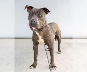 American Pit Bull Terrier-Unknown Mix Dogs for adoption in Pasadena, CA, USA