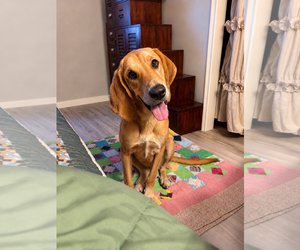 Golden Retriever Dogs for adoption in Dallas, TX, USA