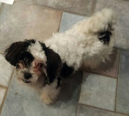 Shih Apso Dogs for adoption in Columbus, OH, USA