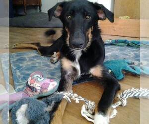 Medium Photo #1 Greyhound-Saluki Mix Puppy For Sale in Colleyville, TX, USA