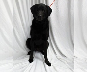 Labrador Retriever-Unknown Mix Dogs for adoption in Hughesville, MD, USA