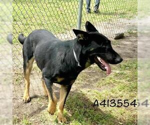 German Shepherd Dog-Unknown Mix Dogs for adoption in Conroe, TX, USA