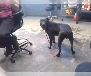 American Staffordshire Terrier-Unknown Mix Dogs for adoption in Tallahassee, FL, USA