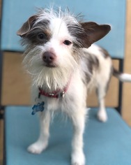 ShiChi Dogs for adoption in Tempe, AZ, USA