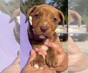 American Pit Bull Terrier-Labrador Retriever Mix Dogs for adoption in Clarkston, MI, USA