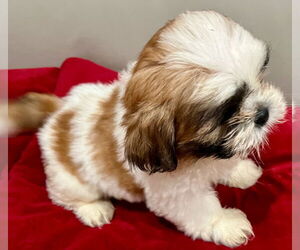 Shih Tzu Dogs for adoption in Oakland Park, FL, USA
