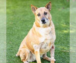 Shepradors Dogs for adoption in Camarillo, CA, USA