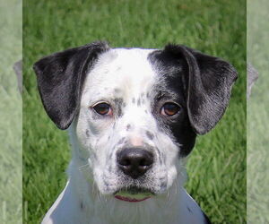 Border Collie-Pointer Mix Dogs for adoption in Huntley, IL, USA