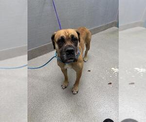 Mastiff-Unknown Mix Dogs for adoption in Las Vegas, NV, USA