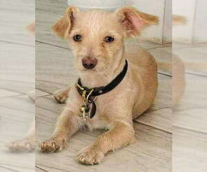 Chihuahua-Unknown Mix Dogs for adoption in Grafton, WI, USA