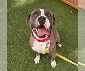American Pit Bull Terrier-Unknown Mix Dogs for adoption in Las Vegas, NV, USA