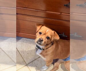 Puggle Dogs for adoption in East Derry, NH, USA