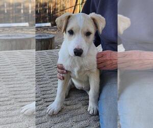 Goberian Dogs for adoption in Incline Village, NV, USA