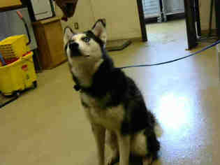 Alaskan Husky Dogs for adoption in Fayetteville, NC, USA