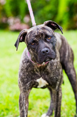 American Staffordshire Terrier-Boxer Mix Dogs for adoption in El Cajon, CA, USA