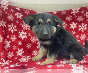 German Shepherd Dog-Unknown Mix Dogs for adoption in HESPERIA, CA, USA