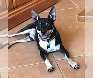 Rat Terrier Dogs for adoption in Tempe, AZ, USA
