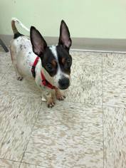 Medium Photo #1 Jack-Rat Terrier Puppy For Sale in New York, NY, USA