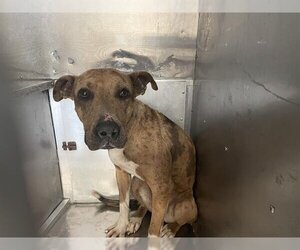 Small Catahoula Leopard Dog Mix