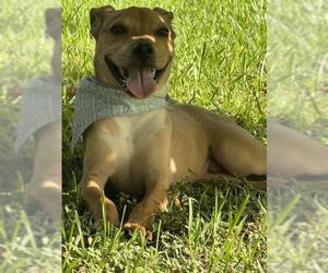 American Pit Bull Terrier-Unknown Mix Dogs for adoption in Pasadena, TX, USA