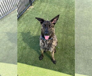 Holland Shepherd Dogs for adoption in Imlay City, MI, USA