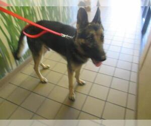 German Shepherd Dog Dogs for adoption in Ocala, FL, USA