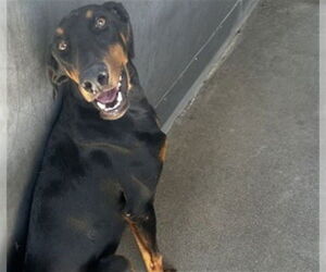 Doberman Pinscher Dogs for adoption in San Bernardino, CA, USA