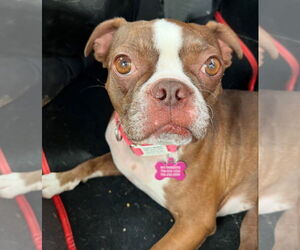 Boston Terrier Dogs for adoption in Claremore, OK, USA