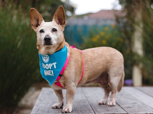 Chi-Corgi Dogs for adoption in Pacific Grove, CA, USA