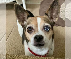 Jack Chi Dogs for adoption in Spring Lake, NC, USA