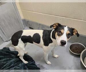 Rat Terrier-Unknown Mix Dogs for adoption in South Lake Tahoe, CA, USA