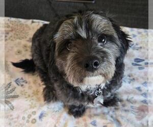 Dachshund-Unknown Mix Dogs for adoption in Los Angeles, CA, USA