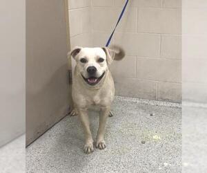 Labrador Retriever-Unknown Mix Dogs for adoption in Conroe, TX, USA