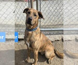 Labrador Retriever-Unknown Mix Dogs for adoption in Lee's Summit, MO, USA