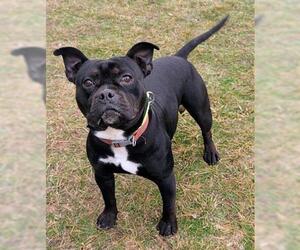 Medium Photo #1 Staffordshire Bull Terrier Puppy For Sale in Akron, OH, USA