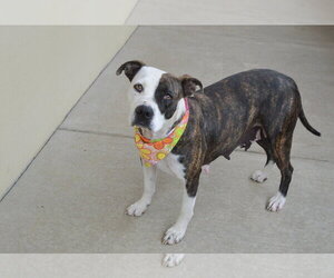 American Pit Bull Terrier-Unknown Mix Dogs for adoption in McKinney, TX, USA