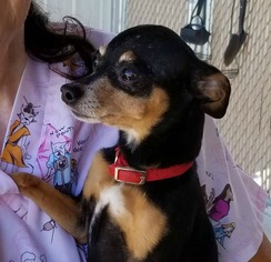 Miniature Pinscher Dogs for adoption in Wahpeton, ND, USA