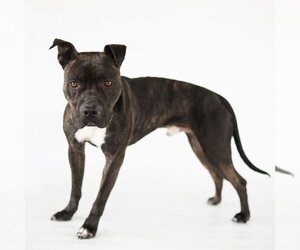 Staffordshire Bull Terrier-Unknown Mix Dogs for adoption in Santa Monica, CA, USA