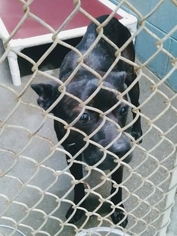 Boston Terrier Dogs for adoption in Clarkesville, GA, USA