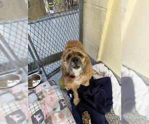 Cocker Spaniel Dogs for adoption in Brewster, MA, USA