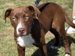 Labrador Retriever Dogs for adoption in Maumee, OH, USA