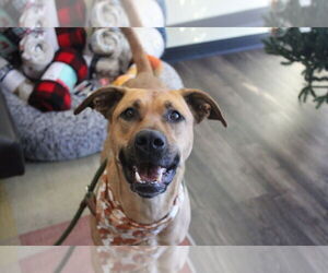Black Mouth Cur-Unknown Mix Dogs for adoption in Chestertown, MD, USA