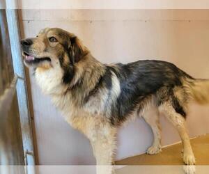 Australian Shepherd-German Shepherd Dog Mix Dogs for adoption in Martinez, CA, USA