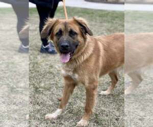 Mutt Dogs for adoption in Crete, IL, USA