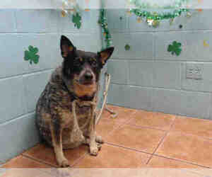 Mutt Dogs for adoption in Downey, CA, USA