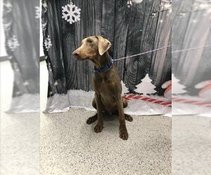 Doberman Pinscher Dogs for adoption in Henderson, NV, USA