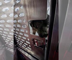 American Staffordshire Terrier-Unknown Mix Dogs for adoption in San Antonio, TX, USA